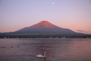 山中湖畔から見る富士山　撮影：本庄俊男