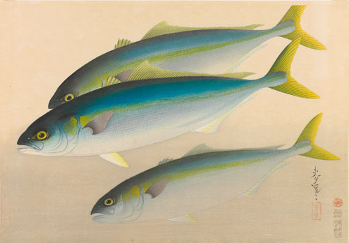 「ハマチ」（『大日本魚類画集』より） 1939年12月  姫路市立美術館蔵 