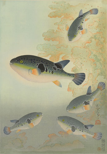 「フグ」（『大日本魚類画集』より） 1940年1月 姫路市立美術館蔵 