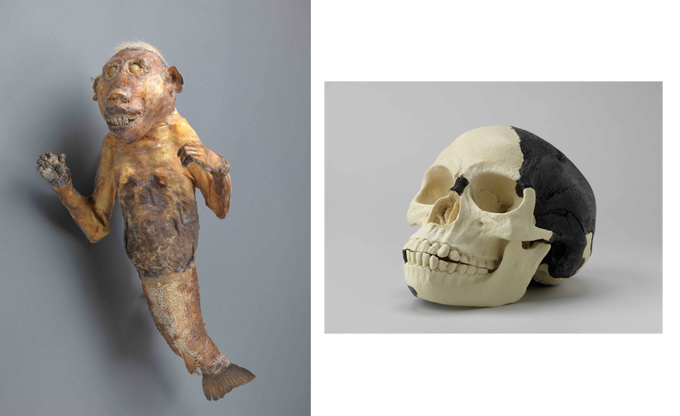 (左)人魚のミイラ（国立歴史民俗博物館蔵） (右)ピルトダウン人（偽化石）（個人蔵）