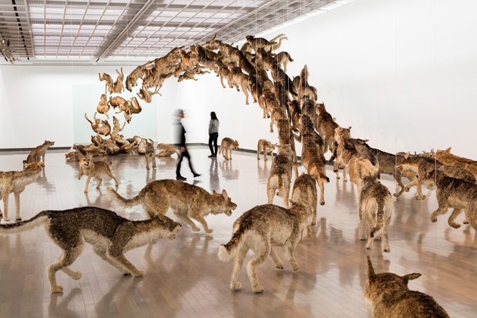 「壁撞き」2006年　99体のオオカミのレプリカ、ガラス壁 ドイツ銀行蔵　The Deutsche Bank Collection　Photo by KAMIYAMA Yosuke