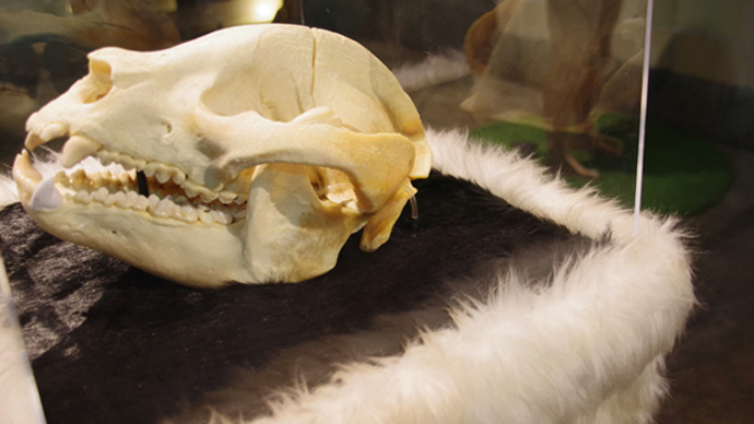 レプリカの骨格標本の中に一つだけ、本物の骨格標本が。その正体は駅の停止と同年に死去したパンダ・ホアンホアン。今回の企画に合わせ特別公開。