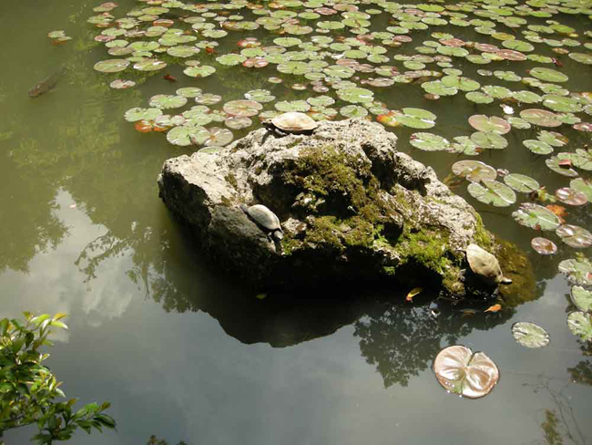 亀が憩う日本庭園の池