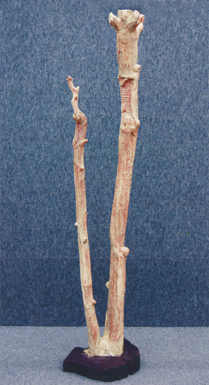 未来へ向かう造形を「未来樹」として10年余り取り組んできた。<br />
国立新美術館での発表を機に素材を木に替えて、生命の終えた立木の中に残っている生命のメッセージを彫り出して来た。立木が成長して行く過程で巳む無く切り取られた枝の跡が節となって残り語りかけて来る。皆支え合って上昇して行く事を。大震災跡の鎮魂を「祈り」となりそれに続く「開花」は願望をこめた。