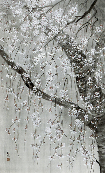 さくら……それもしだれ桜といえば、私は京都平安神宮の紅枝垂桜を見た時、唯々綺麗と感嘆の声をあげ、その絢爛さに酔いしれてしまった事を思い出します。しかし私が描きました桜花は八王子の農家の庭に、300年の年輪を数える桜樹ですが、老木に一重の清楚な花を静かに咲かせておりました。とろりとした春の日が山端に落ちようとする一瞬、淡い夕闇の中にたおやかな枝ぶりを、そよ風にまかせておりました。酔客もおらす、騒ぎも聞こえず、静かに暮れる春の宵の中に、桜と私だけが向きあいまわりの空気までが物柔らかかく、夢のような幸せなひと時でした。