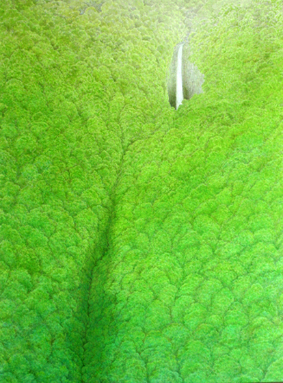 一筋の滝、その流れは緑豊かな樹林の中に入り、奥深い渓谷に流れる。この作品は、私の中にある滝の姿を具象化したものですが、今まで観てきた多くの滝の姿が其処には在ります。特に愛する福島の磐梯山や宮城蔵王、そして山形の数々の滝です。