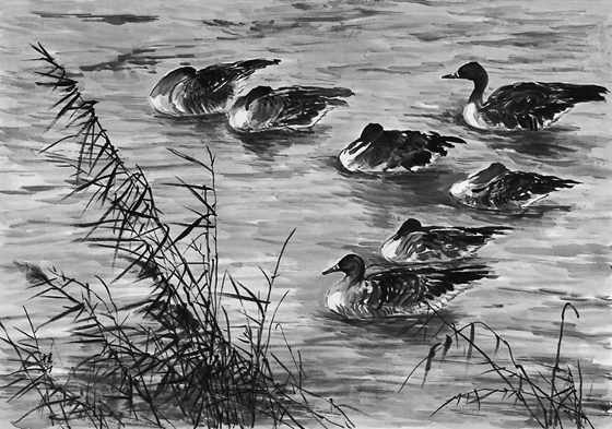 雁を描き度く、12月の寒い日、宮城県の伊豆沼に出掛けました。沼に着いてみると一羽の雁も居ません。現地の方に伺いますと、雁は日の出と共に沼を飛びたち、近くの刈入れ後の田に落穂を食べに行き、日暮れに帰沼との事。夕刻迄待つ事５時間、暮れの薄暗くなった東の空、西の空から矢になり輪になり帰って来ました。日中雁の替りに沼で沢山泳いでいた鴨を写生し、その時の一枚を水墨で描きました。