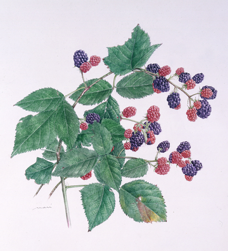 四季折々庭に出現する草花、色々制約のある植物画、その生態を観察することは大切。花と共に過ごす日々。その生命のみずみずしさをどのように表現するかが課題です。