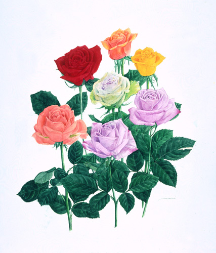 バラの花の美しさ、気品、その深い色を表現すべく、15年程描いているのですが、<br />
この先も、この取り組みが続く。